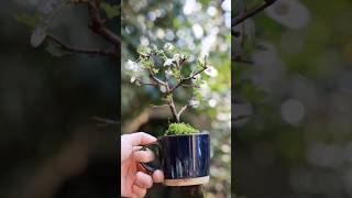 桜のマグカップミニ盆栽の開花 #bonsai #盆栽