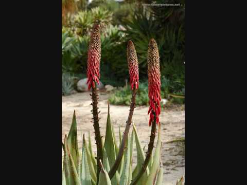 Hawaii and Flowers Movie