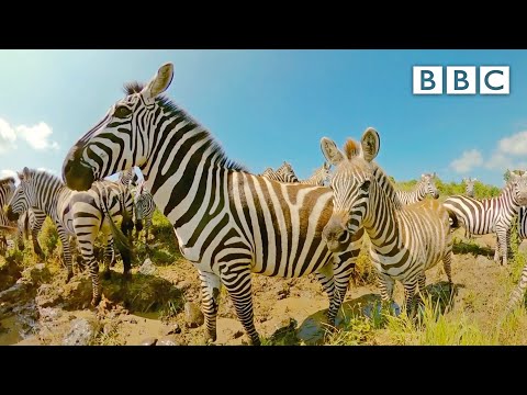 Mother zebra and her foal make dangerous river crossing | Serengeti II - BBC
