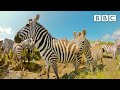 Mother Zebra And Her Foal Make Dangerous River Crossing Serengeti II BBC