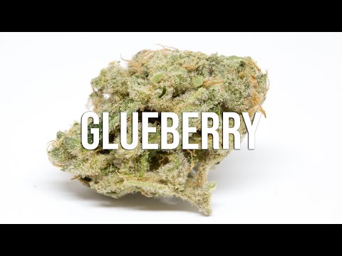 Glueberry OG Cannabis Strain Review - This Will Put You on our A$$!