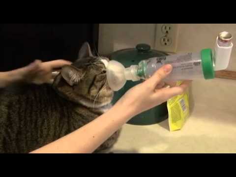Cat Has Asthma