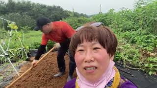 가을상추 심을 두둑 뚝딱 만들기/ 생채/청상추/적상추 비가 내리면 쑥쑥 크겠죠?