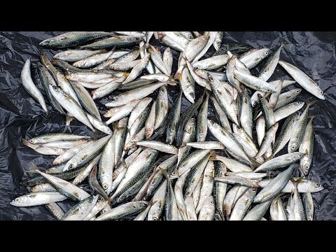 Night Fishing - San Diego USA Lifestyle