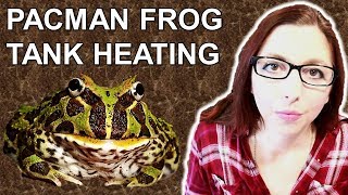Pacman Frog Heating (How To Heat Your Pacman Frog Tank)