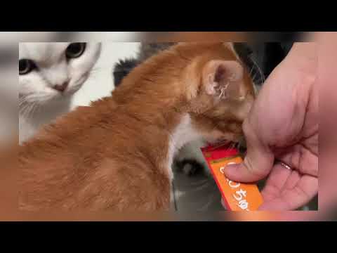 Lee Sum Yi-CIAO 日本第一銷量貓小食 超級貓模短片大賽