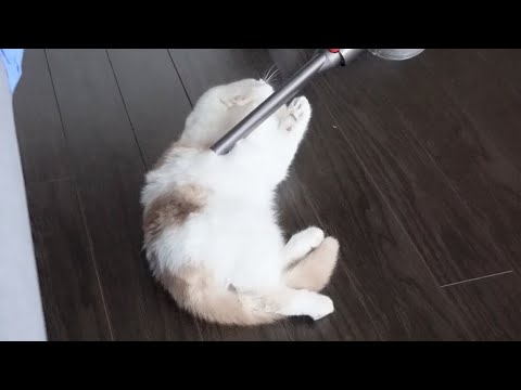 Are Cats Scared Of Vacuums?