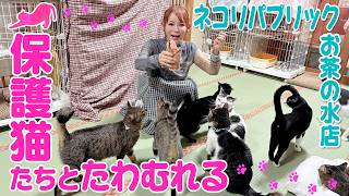【保護猫】まったりゆったり猫たちとたわむれて癒されました！