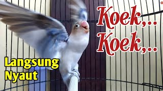 Download lagu LB FIGHTER Ngekek Panjang, Paling Jitu Memancing EMOSI Lovebird Malas Bunyi, KOEK KOEK Cepat Nyaut mp3