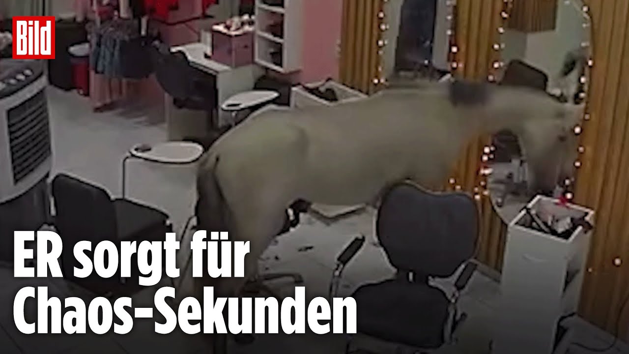 Brasilien: Plötzlich kommt ein Pferd in den Schönheitssalon