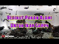 Berikut Pakan Alami Untuk Ikan Guppy