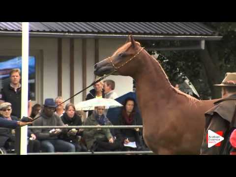 N.127 GIACOMO - Ströhen 2015 B-Show - Geldings (Class O)