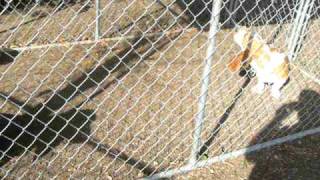 Basset Hounds-Bailey, Bella and Bubba