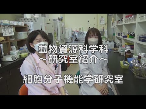 獣医学科 【北里大学獣医学部 動物資源科学科】研究室紹介（細胞分子機能学）