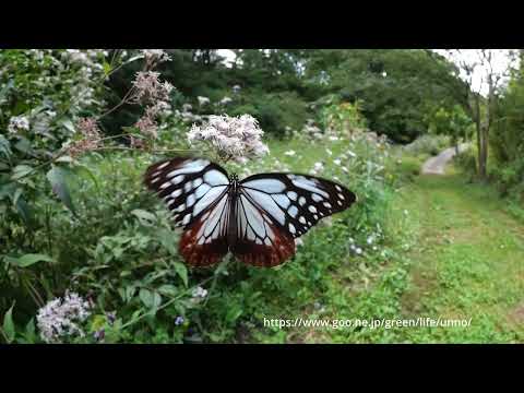 70倍スローな世界アサギマダラ