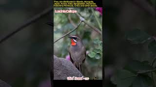Download lagu Bird Sound - Luscinia Calliope For Relax & Joy mp3