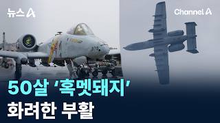 50살 ‘혹멧돼지’ 화려한 부활