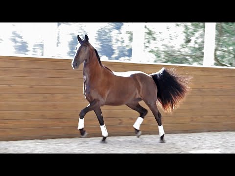 For Sale: Twilight ISF by Cum Laude x Ulbert 390, Sport - Friesian Sporthorse Dressage Prospect