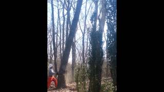 preview picture of video 'Tree Removal In Hoover AL/ZAMORA TREE SERVICE LLC'