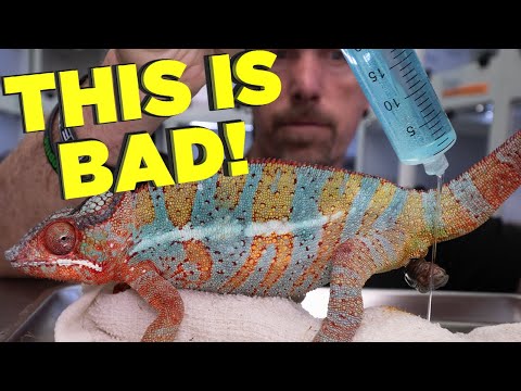 YouTube video about: How much does a reptile vet visit cost?