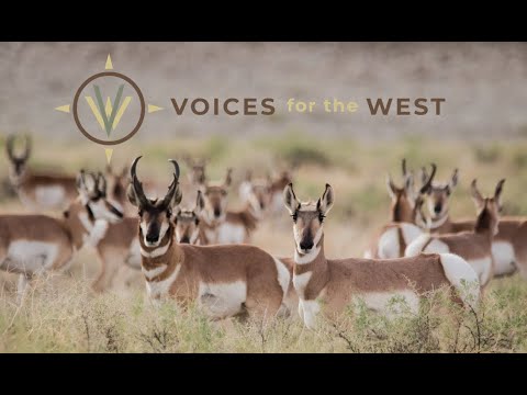 4-26-23 Voices for the West — Wildlife Migration: Paths Worth Protecting