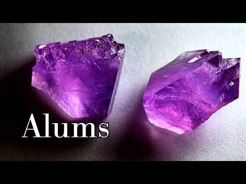 Ungewöhnliche Alaune züchten