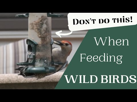Is it bad to feed wild birds?