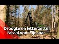 Veel dode sparren in Leenderbos door Letterzetter