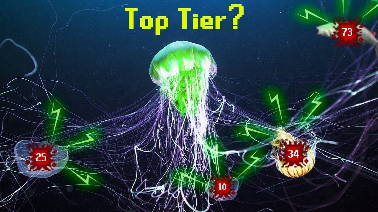 The Jellyfish Tier List
