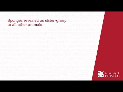 Sponges revealed as sister-group to all other animals