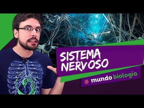 👩‍⚕️ Fisiologia (1/8): Sistema Nervoso - Biologia - ENEM