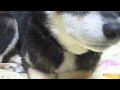 黒柴クロの香箱座り shiba inu cute hands