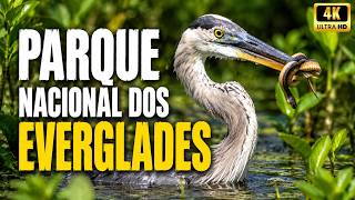 O LADO SOMBRIO DOS EVERGLADES | Segredos de um Ecossistema em Colapso - Pântanos Selvagem