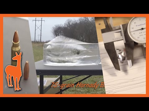 Unexpected Ballistic Gel Performance from Hornady 75-Grain BTHP Match