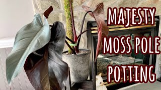 Large Philodendron Majesty Potting | My.Mini.Jungle Moss Pole