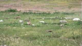 preview picture of video 'Prairie Dog Hunting in Nebraska'