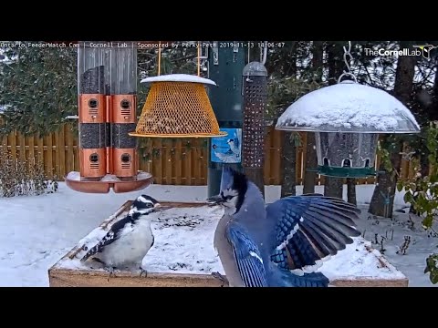 SLOW MOTION Bird Battle For Rights To The Ontario Feeders – Nov. 13, 2019