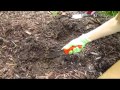 Lace's Garden - Wisconsin Garden Video Blog 406 Lace's Garden - Wisconsin Garden Video Blog 406