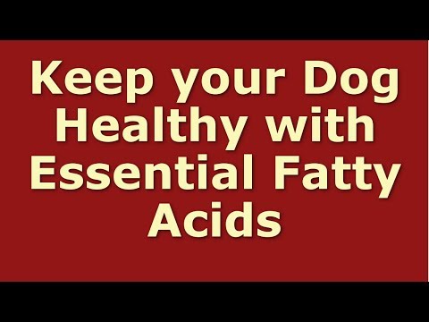 Keep your Dog Healthy with Essential Fatty Acids | Dog Health
