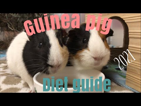 THE COMPLETE GUINEA PIG DIET GUIDE! (2021)