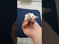 フクロモモンガのYouTubeサムネイル画像