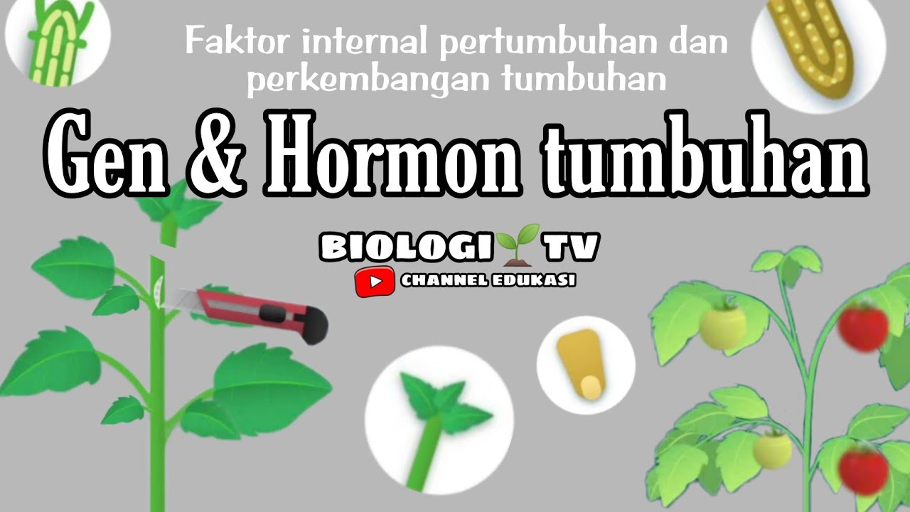 faktor pertumbuhan dan perkembangan tumbuhan - gen dan hormon tumbuhan biologi bab sama materi