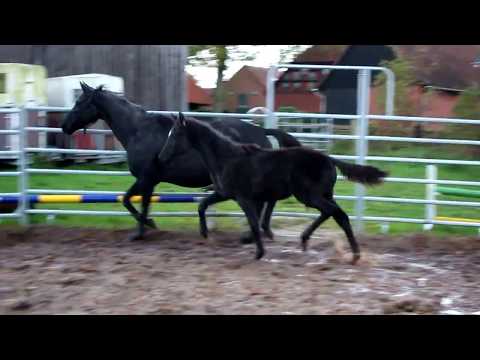 FOR SALE: SF v D´Egalite (SlowMo) M: Hotline - Wolkentanz - Donnerhall - Pik Bube Duir Ask Ichschi