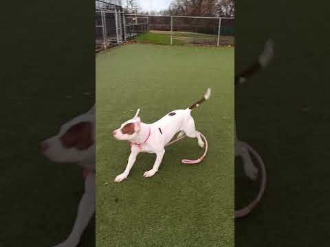 Happy, an adopted American Bulldog Mix in Newtown, PA_image-1