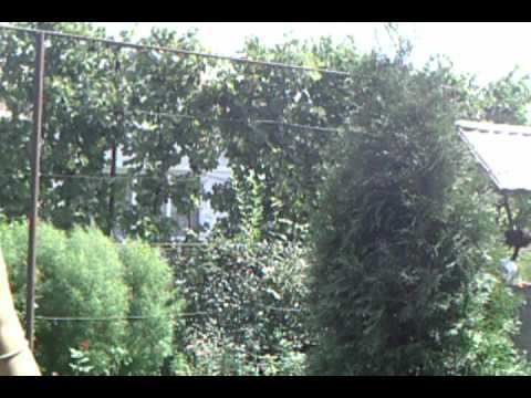 maria and emil at peris insane cat beat