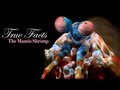 True Facts About The Mantis Shrimp 