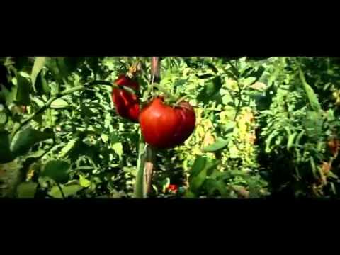 Pesho Malkia and Dim4ou Igi Androvski - Statusa ( Оfficial Video 2012)