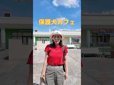 国際関係学科 保護犬カフェに双子の甥と姪と行ってきました！#保護犬 #保護犬カフェ #千葉県議会議員 #水野ゆうき #印西市