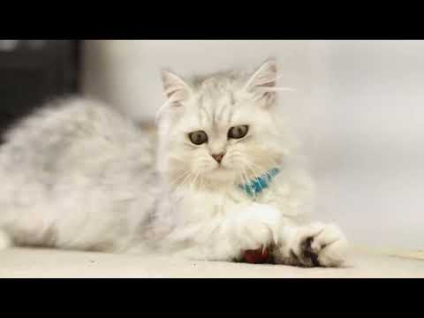 The Kitten is crazy 🤪 about acorns