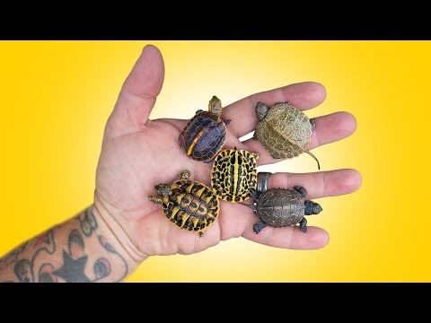 So Many Baby Turtles Are Hatching at Garden State Tortoise!